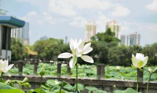 深圳龙岗哪里可以看荷花 深圳荷花公园在哪里