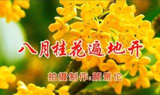 八月桂花遍地花原唱 八月桂花遍地开广场舞